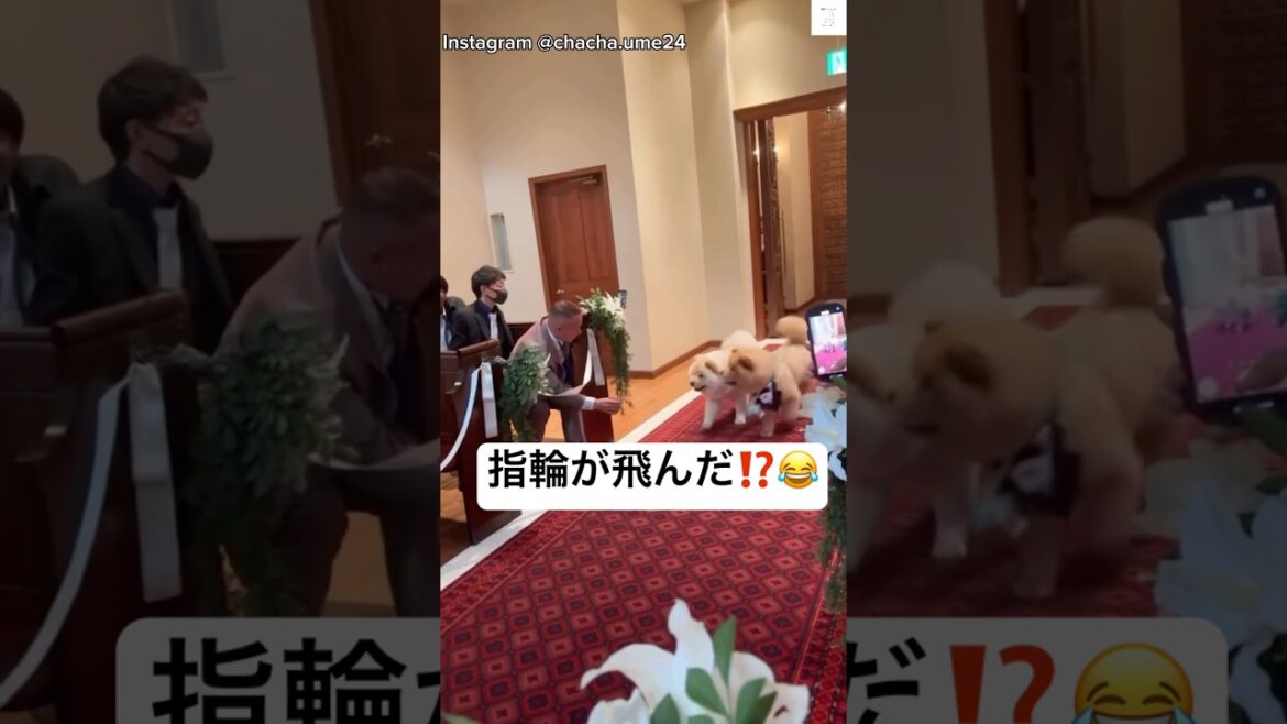 結婚式で大役を任された🐶まさかのハプニング‼️ #結婚式 #犬　#大型犬　#チャウチャウ #結婚