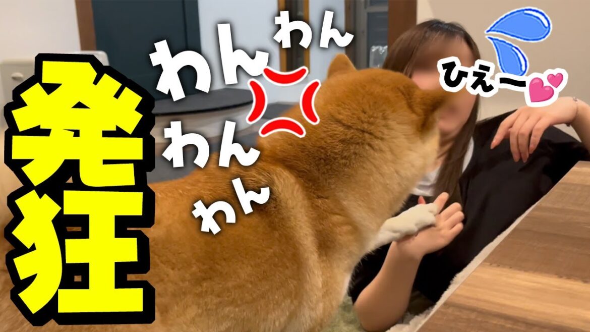 意地悪する娘に犬語で発狂し、最後はちゃっかり親にクレームを入れる柴犬