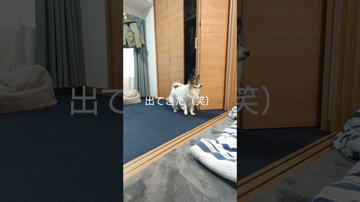 違う！そこは犬小屋じゃない #犬のいる生活 #パピヨン #かわいい犬