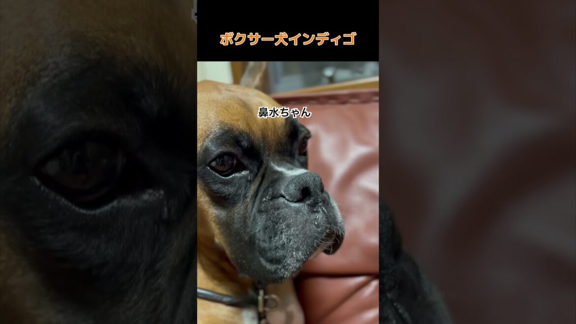 【ボクサー犬インディゴ】鼻水チョロンと出たよ#shorts #ボクサー犬