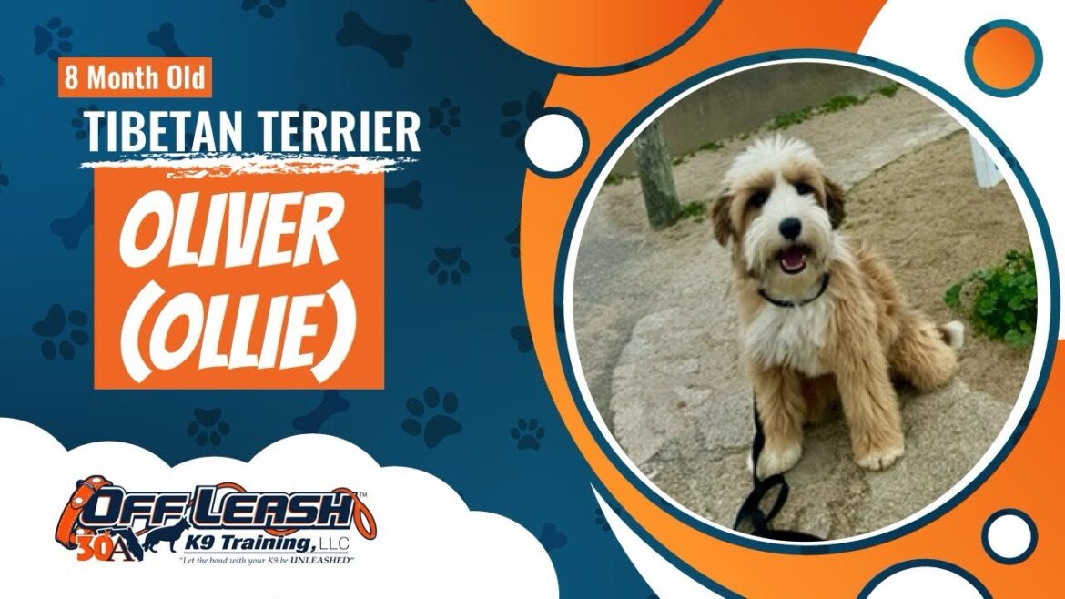 Best Tibetan Terrier Dog Training | Salinas | Oliver (Ollie)