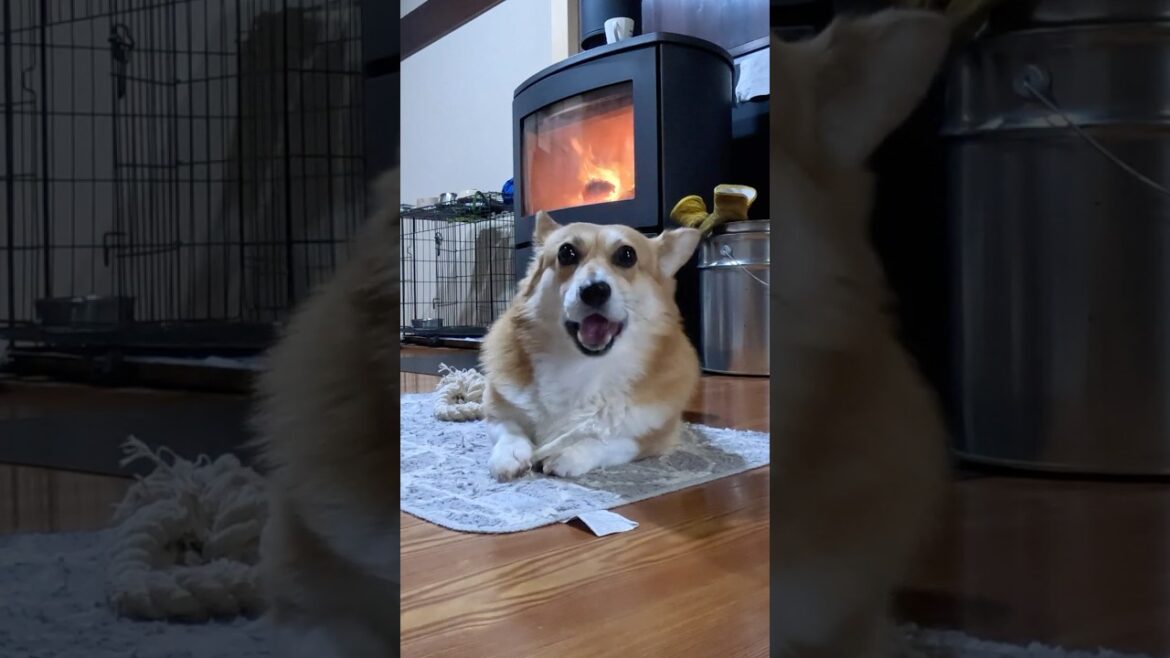 ご機嫌そうにオヤツを食べるコーギー / A Corgi contentedly eating a treat #コーギー #corgi #サクラ