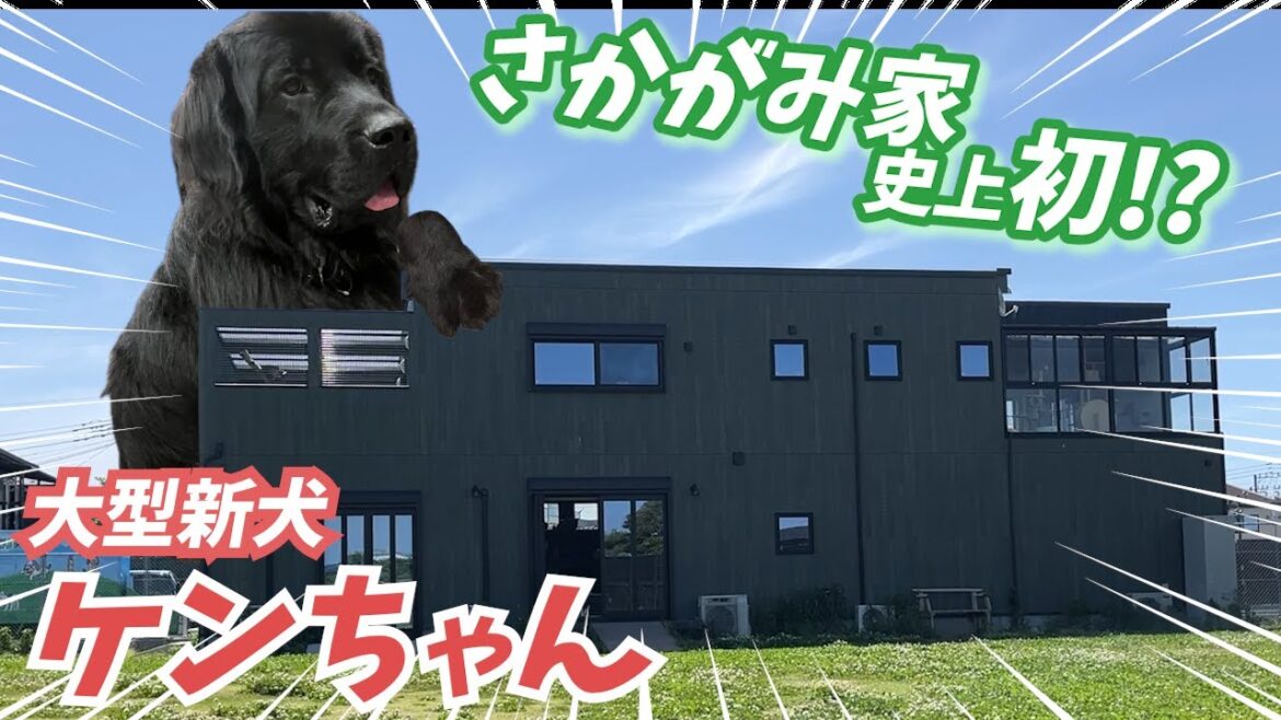 【さかがみ家史上初】大型新犬ケンちゃん現る！！