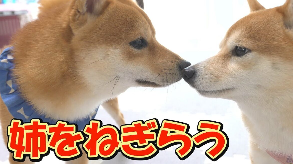 恐怖を乗り越えた姉柴犬を、さりげなく労う子犬の行動に成長を感じました。 恐怖を乗り越えた姉柴犬を、さりげなく労う子犬の行動に成長を感じました。