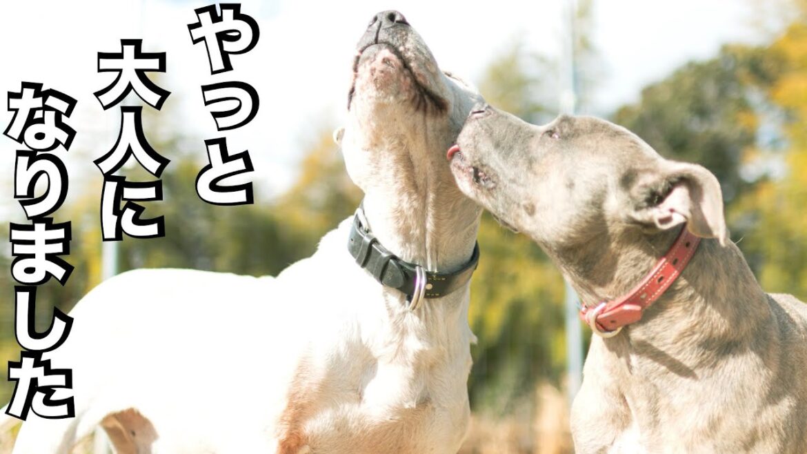 【やりたい放題ピットブル】叱らず育てた飼い主の末路