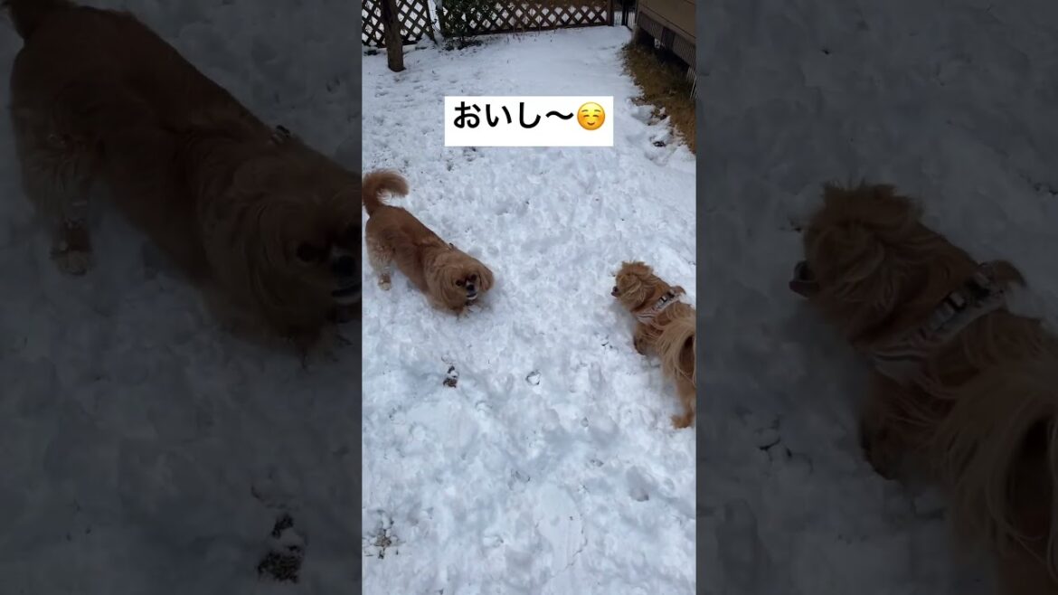 遊びながら雪たべた～い【ポメペキ☆ペキキャバ】#雪遊び #雪玉 #ペキニーズ #可愛い #ミックス犬  #ポメラニアン #キャバリア  #雪食べる #犬