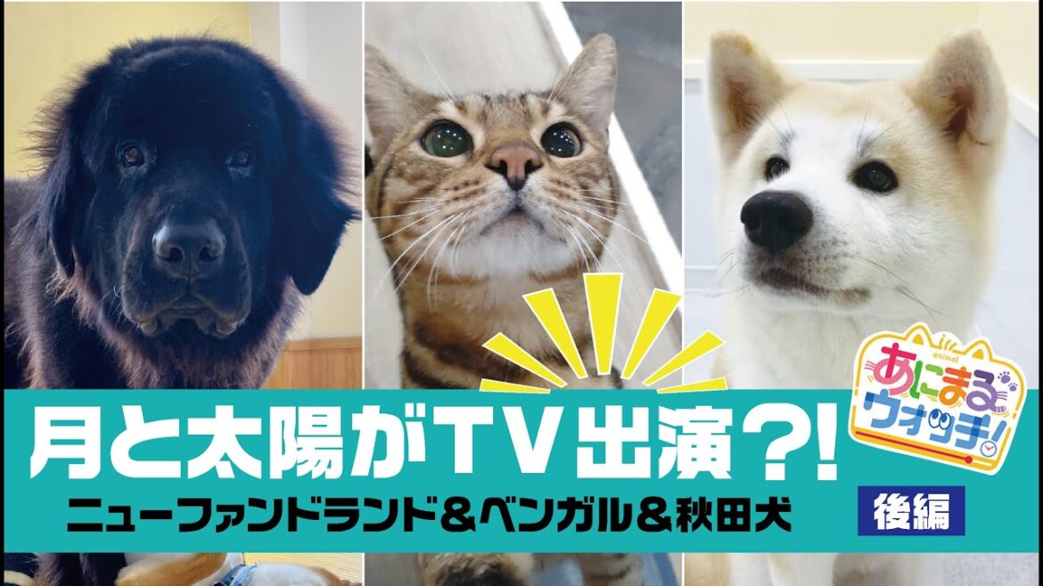 【月と太陽がTV出演？！】読売テレビすまたんで紹介されました！！ニューファンドランド＆ベンガル＆秋田犬【後編】