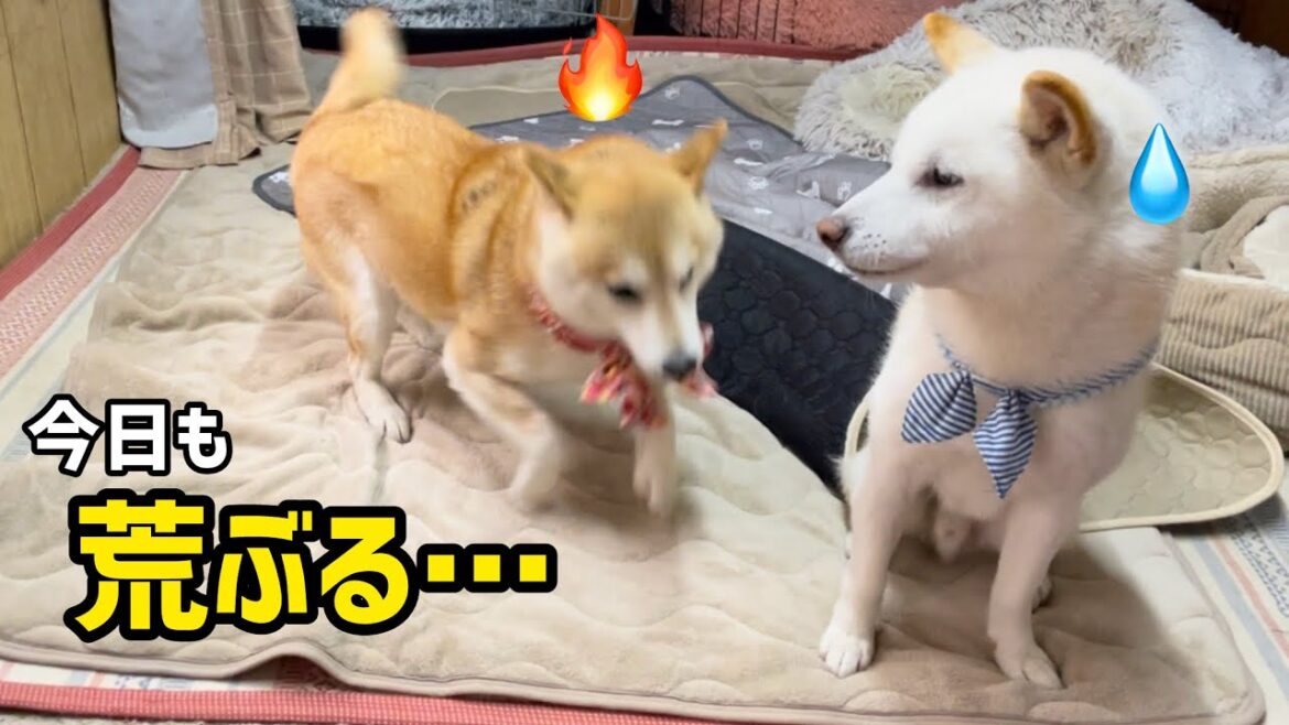 今日も荒ぶる柴犬みかんママが楽しそうで何よりw