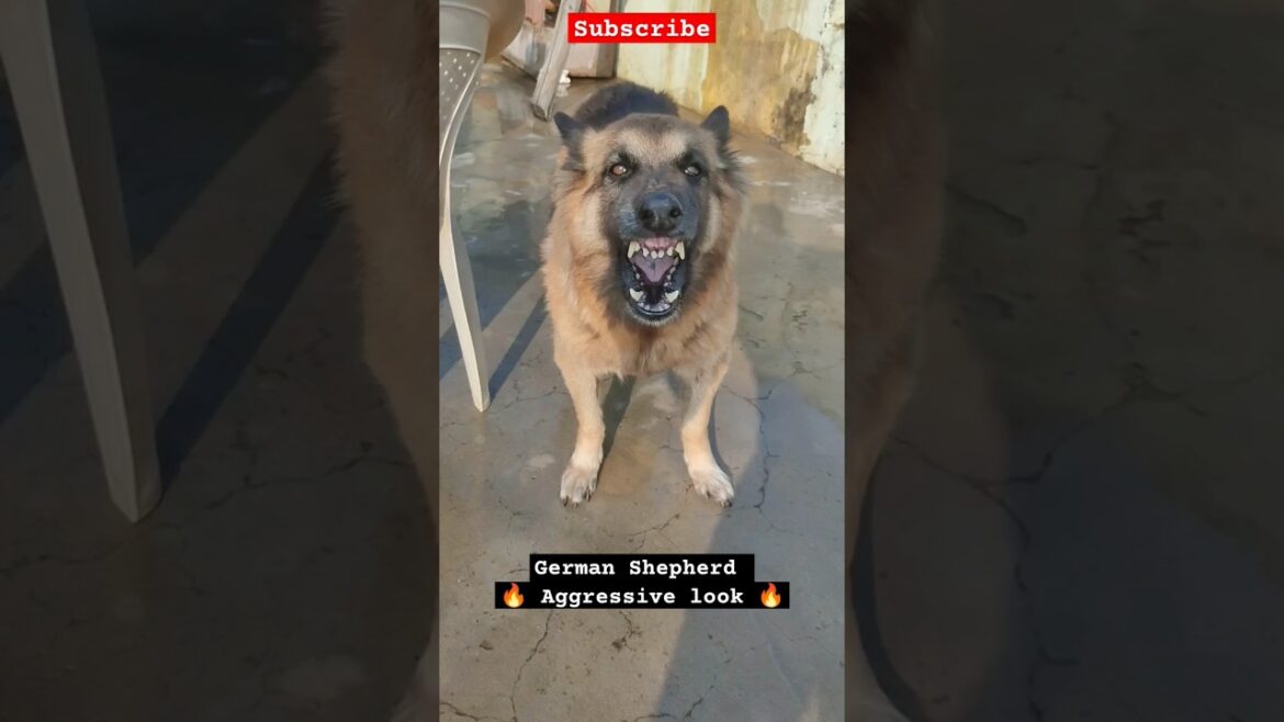 German Shepherd Aggressive Look 🔥 #shorts #pets #pet #germanshepherd #dog #dogs #dogshorts #training
