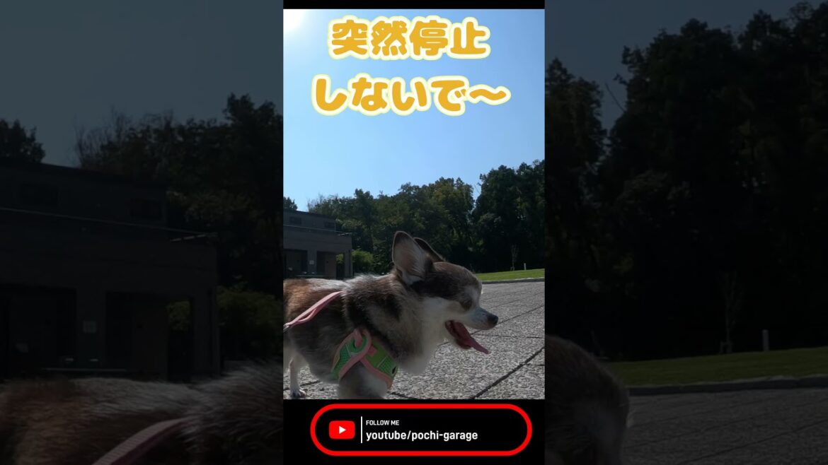 一応スムースコートチワワ チョ子ちゃん、走る！ #Shorts #dog