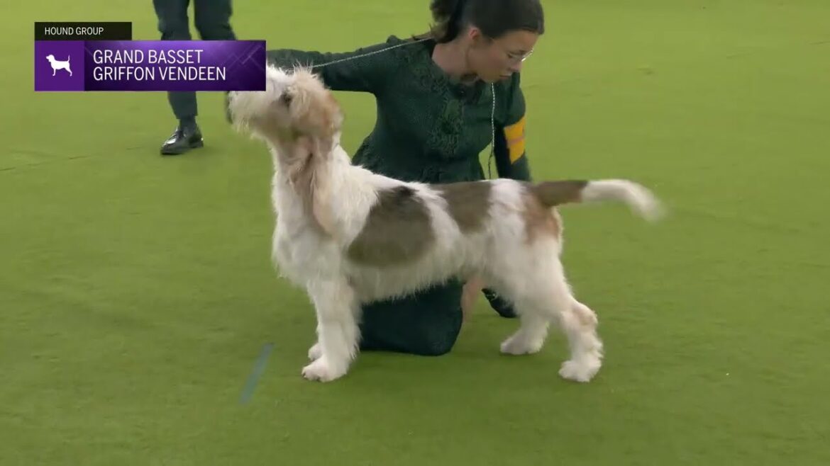 Grand Basset Griffon Vendeens | Breed Judging 2025