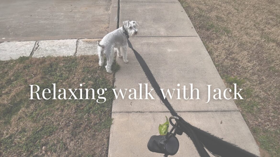 Relaxing Dog Walk With Jack | TheePawsitter
