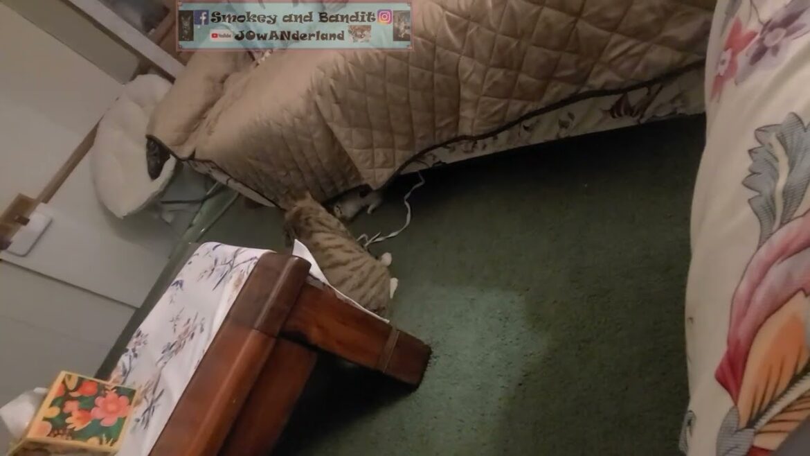 Yuki's 3rd night at home  #cat #kitten #manx #catlove #pet #catlife #catlover #meow