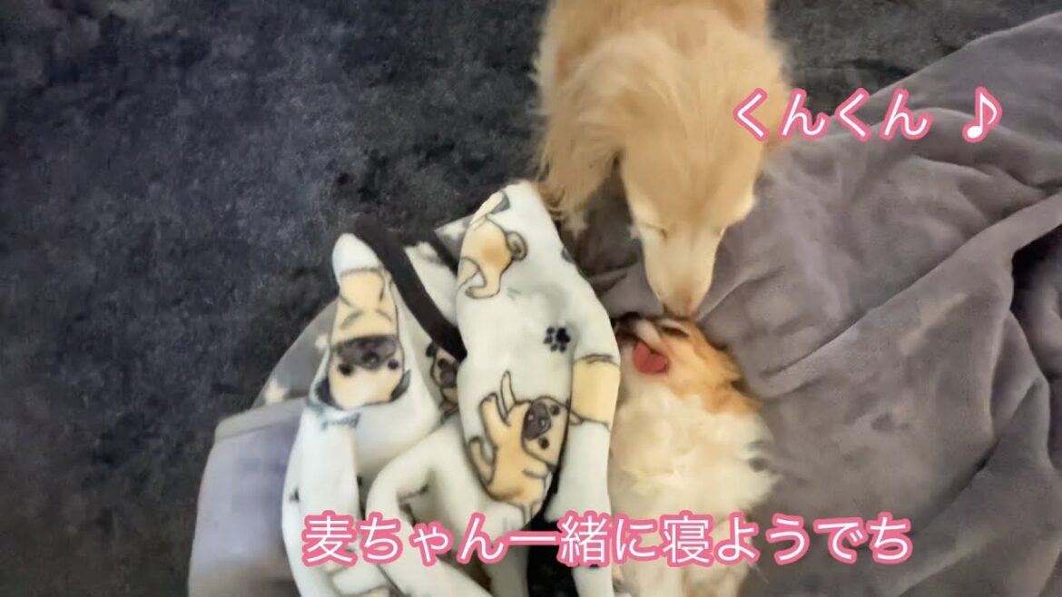 寒い日はぬくぬくしながら寝るダックスフンドとチワワ