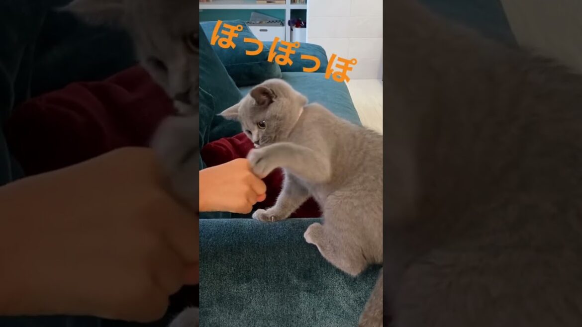 【POP】ブリティッシュショートヘアの日常 #shorts #猫 #cat #kucing #ナヨン