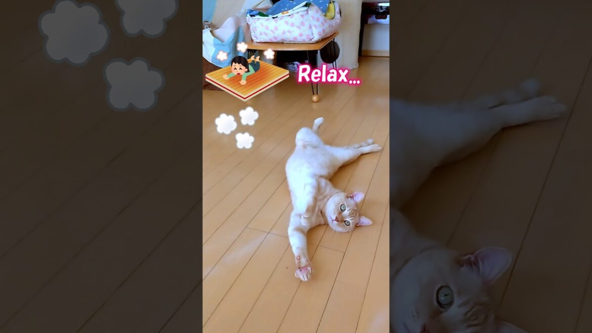 【癒し】床暖房が気持ち良くてストレッチする猫がこちら #マンチカン #ねこ #cat