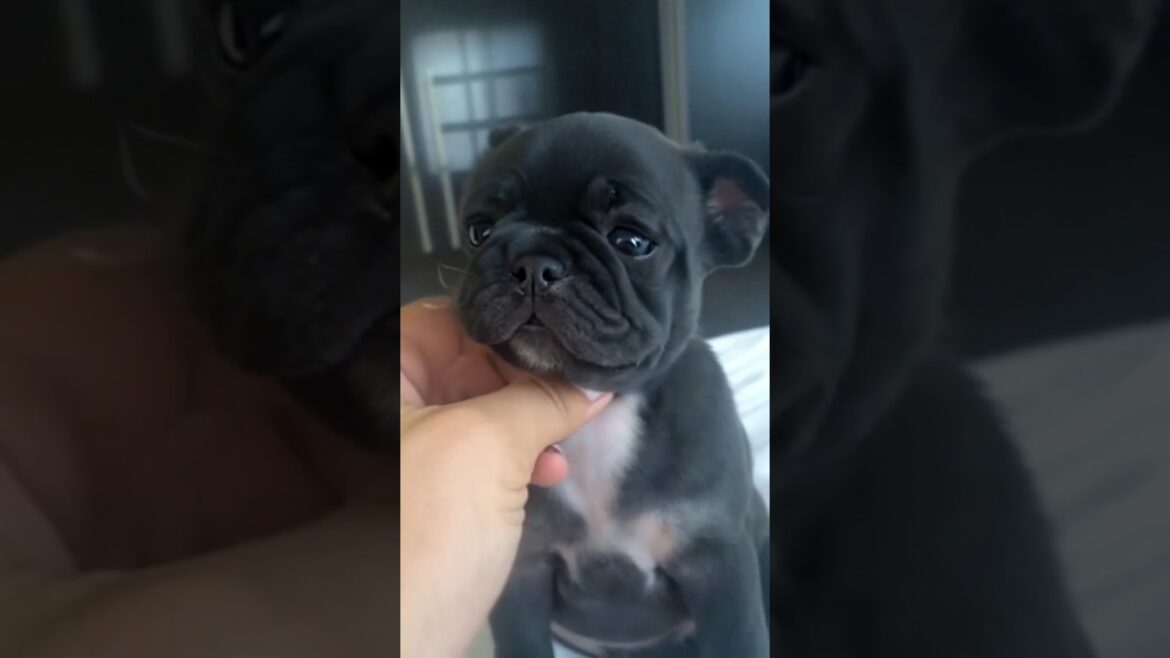 Tiny Cute Black Pug Will Melt Your Heart – Adorable Moments!