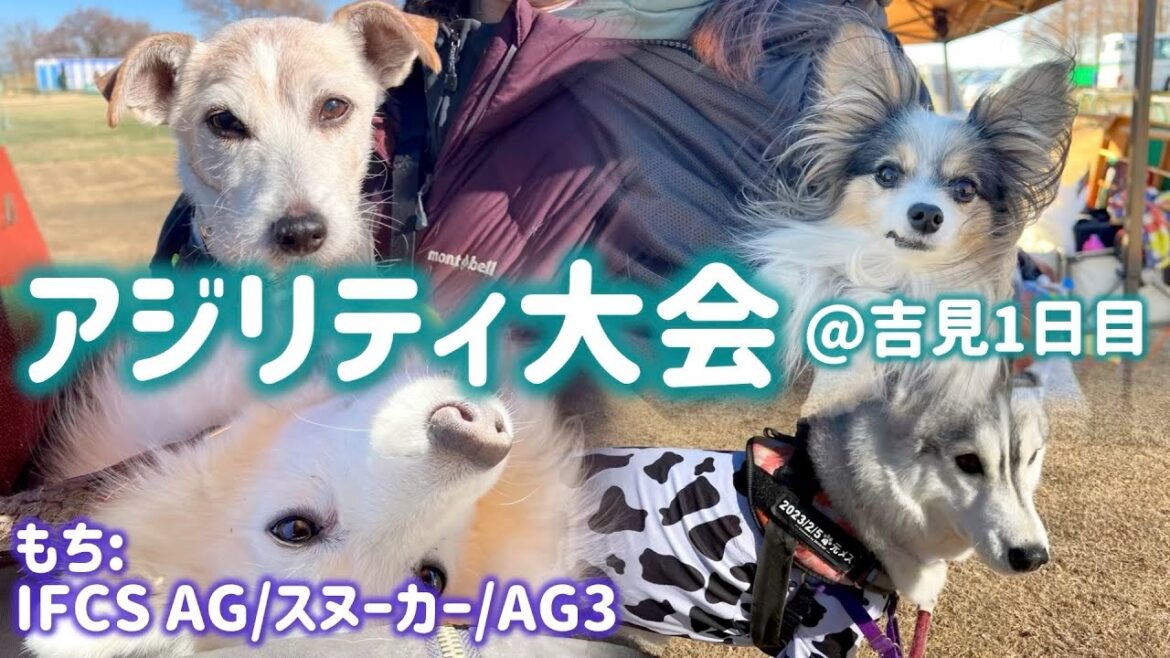 【アジリティ大会】スヌーカーで幻の高得点【日本スピッツ☆もち】