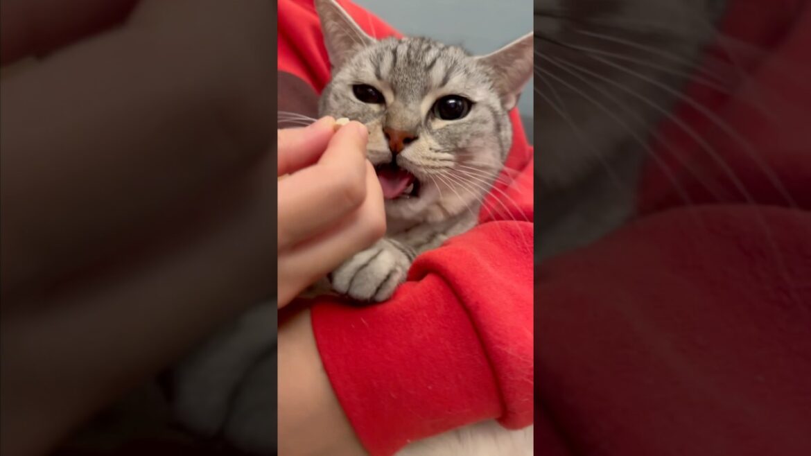 愛猫の爪切りをご褒美おやつで乗り切るwww #shorts #猫 #cat