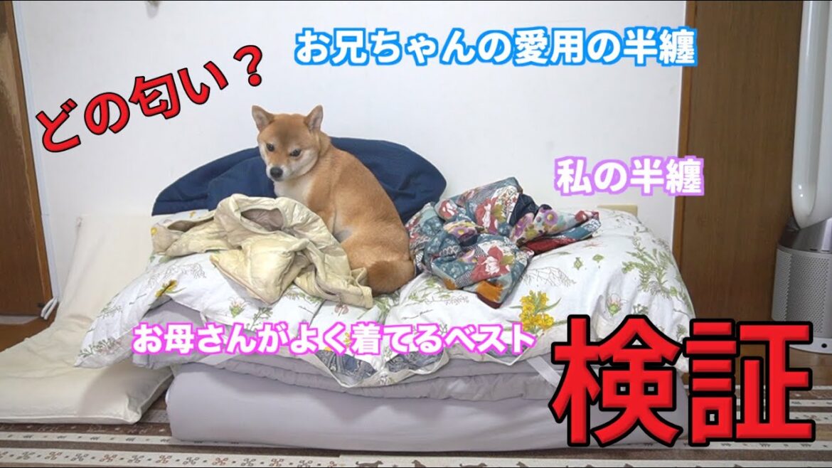 【検証】誰の匂いが好き？いつの布団に家族の服がいっぱい！　柴犬小夏　後編グランデリ、フレシャス