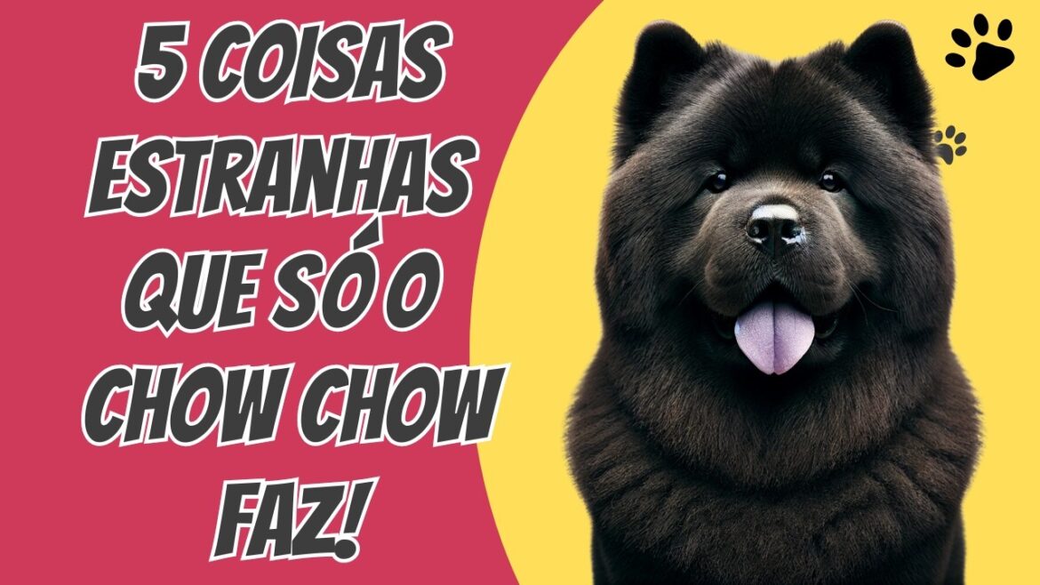 5 Comportamentos Inusitados Que Só o Chow Chow Faz!