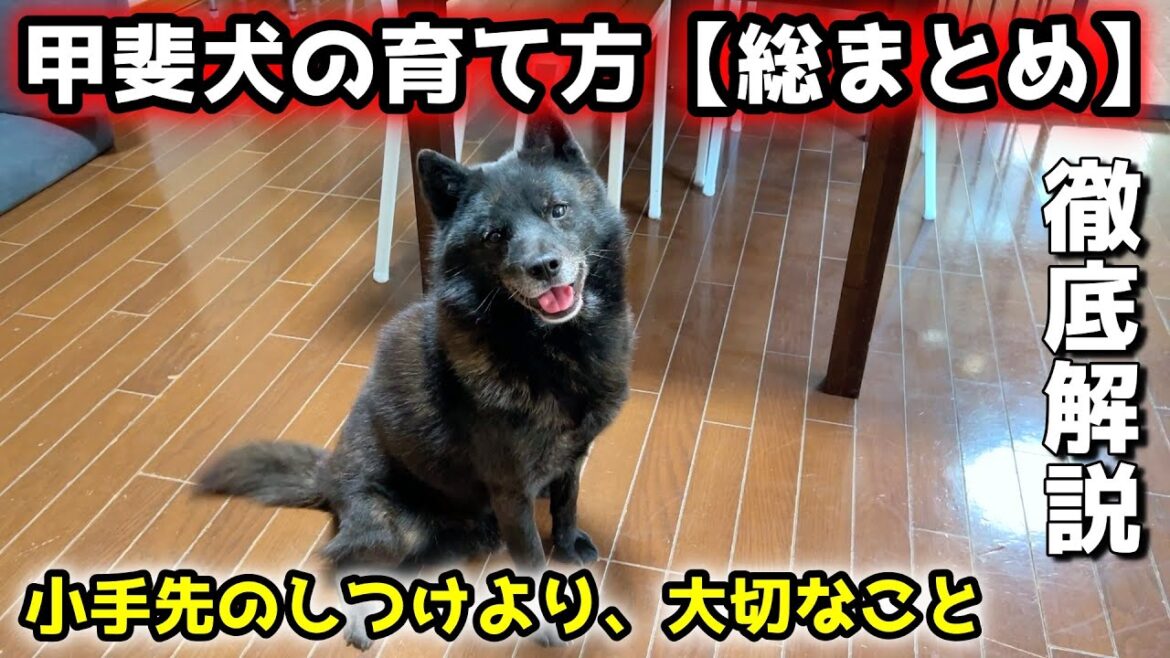甲斐犬の育て方！賢いからこそ必要なこと【日本犬のしつけ方法】【家庭犬として】
