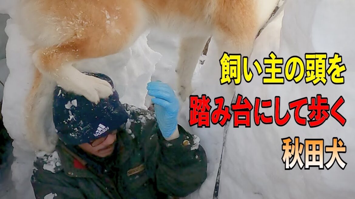飼い主の頭を踏み台にしている"秋田犬のびしゃもん" 「2025年2月8日」【大自然の中をバーチャルお散歩】【自然音】4ｋ