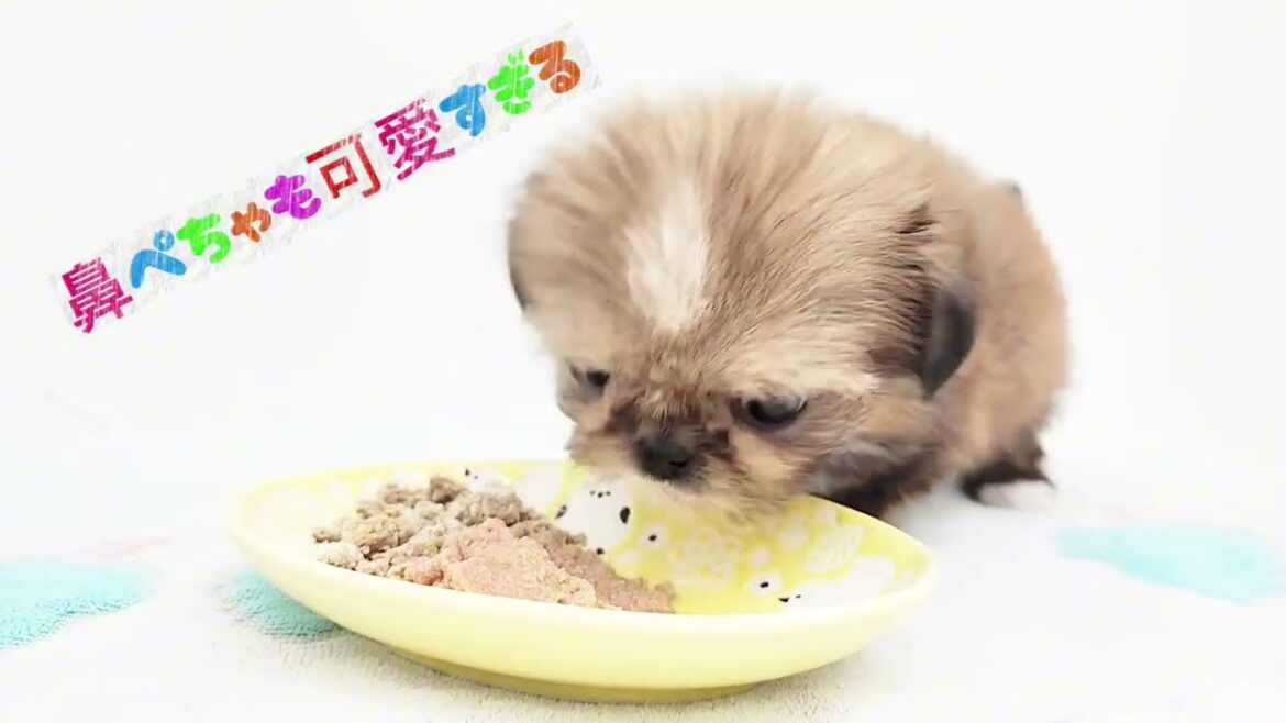 【ペキニーズ×シーズー】もぐもぐタイム