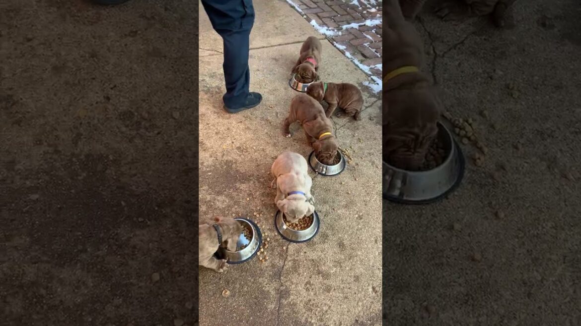 Our new puppies