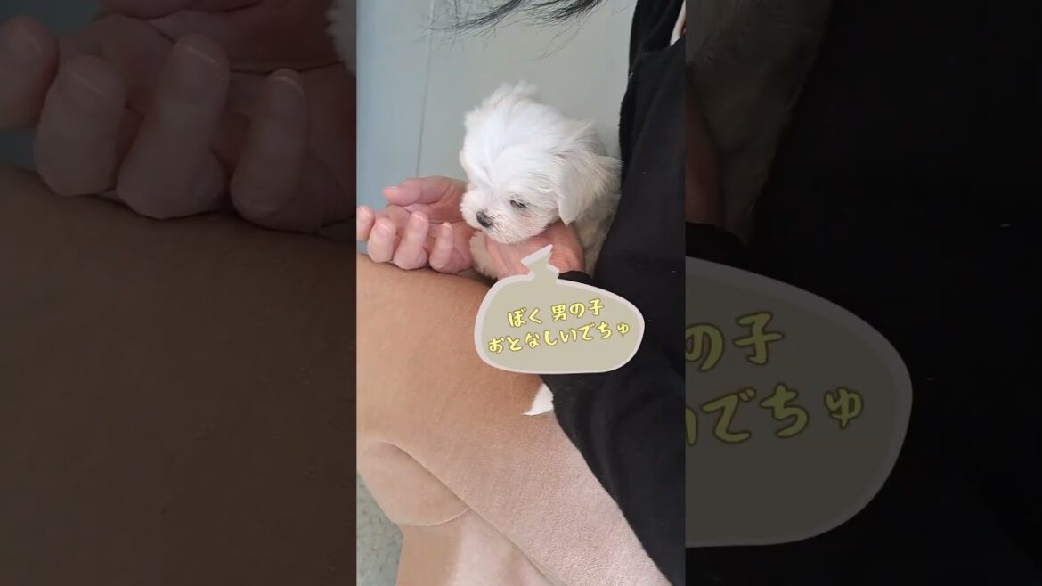ももちゃんねる⭐️シニアと暮らすマルチーズパピー　初めての見学