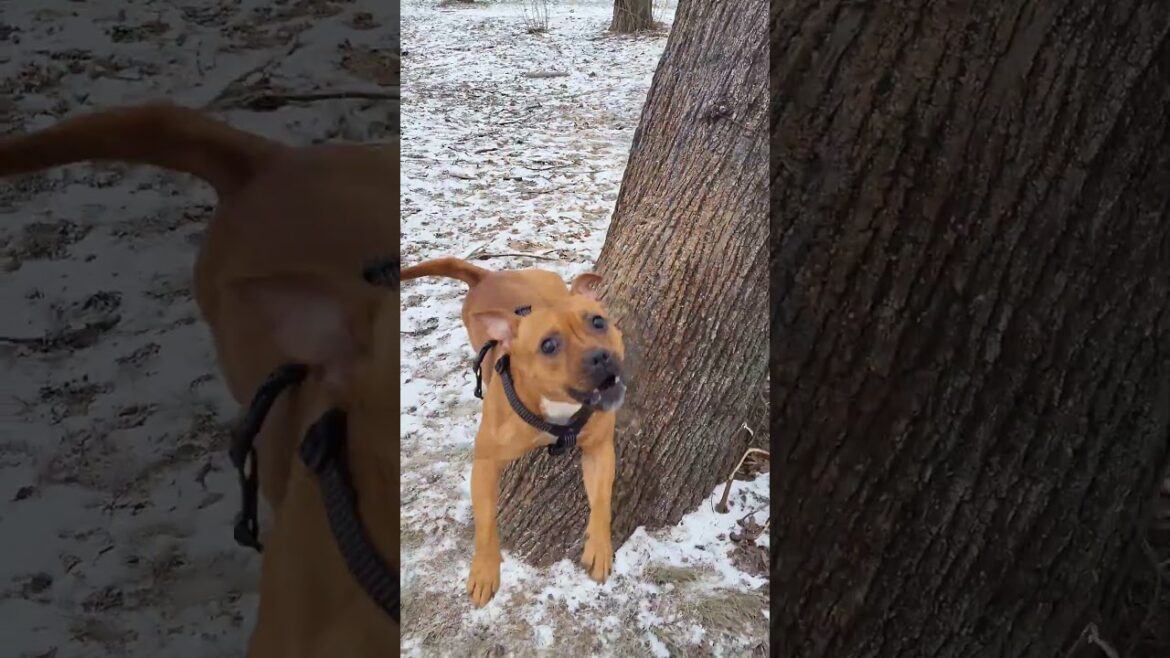 Вива стаффи  jumping #staffie #doglife #staffylovers #puppy #staffbull #dog #doglove #mydog #dogs