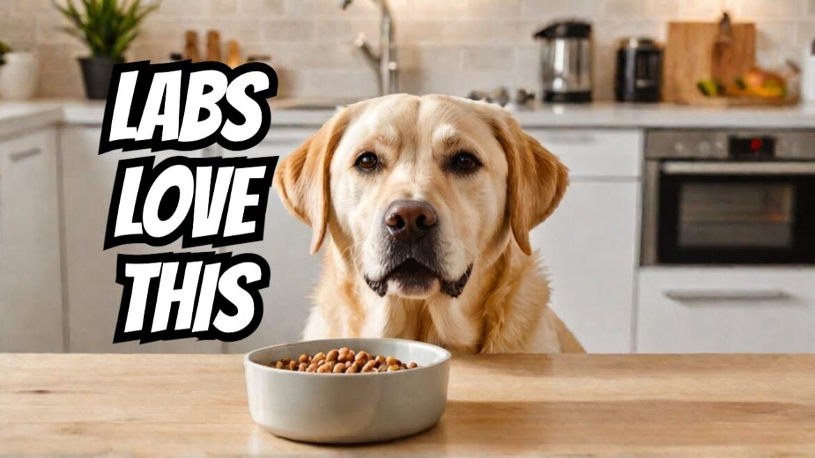 Labradors GO CRAZY for This FOOD