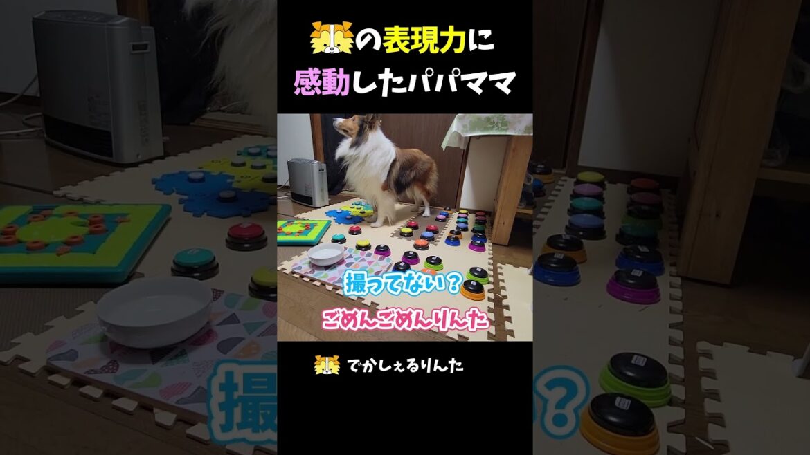 シェルティの表現力に感動したパパママ【会話ボタンでしゃべる犬】 #shorts #dog #犬