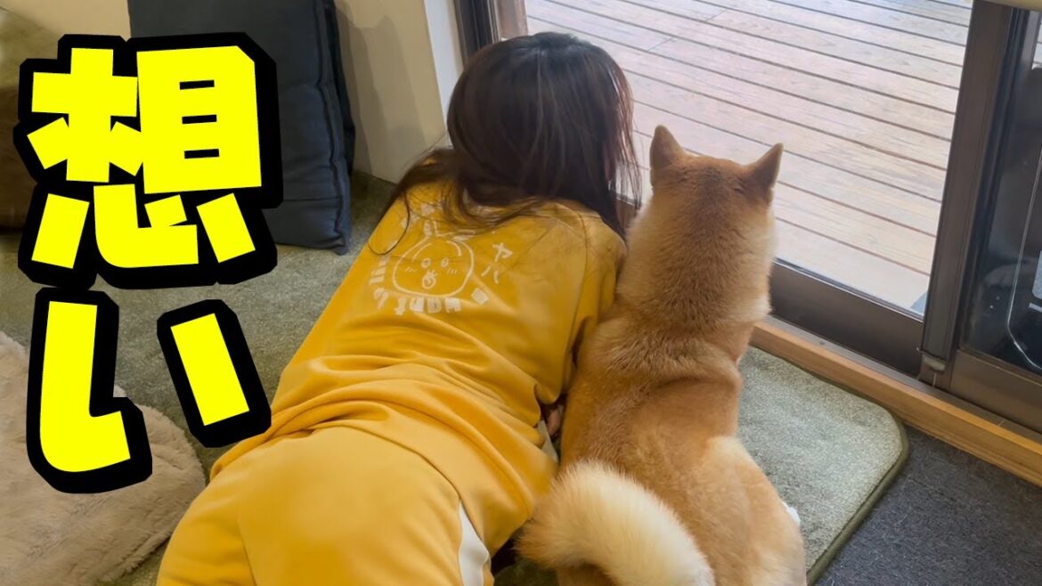 天国のこまめの誕生日、寄り添う柴犬と娘の姿に感動するも…まさかの展開に