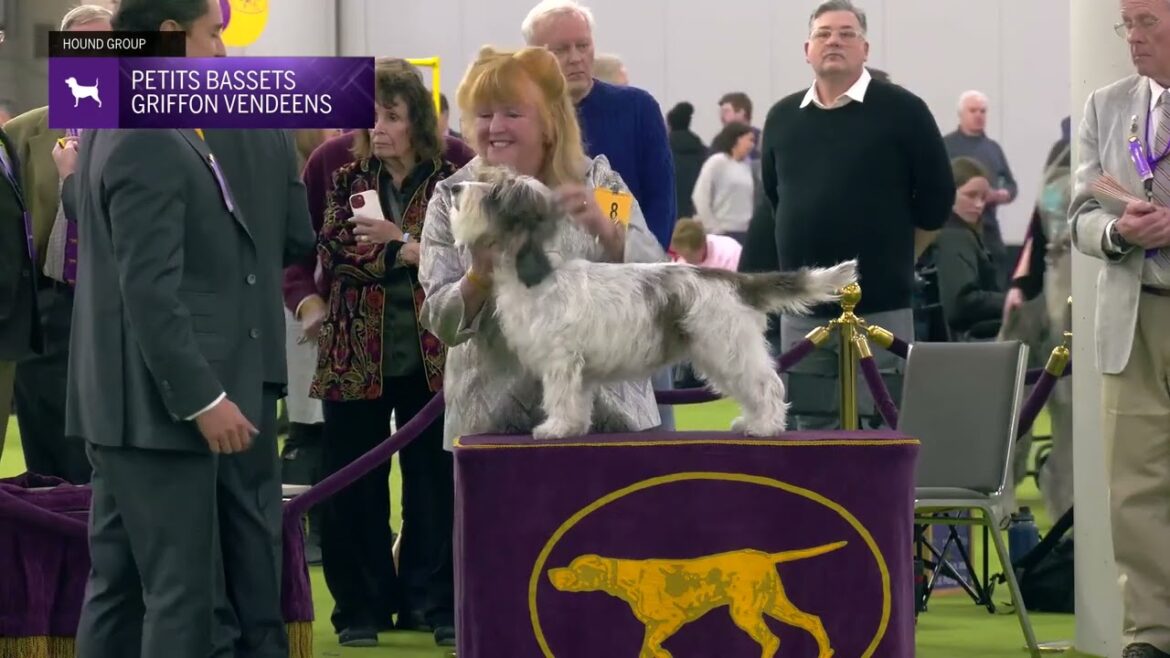 Petits Bassets Griffons Vendeens | Breed Judging 2025