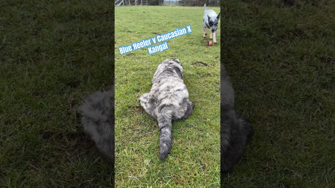 Caucasian Shepherd Kangal Mix Puppy V Australian Cattle Dog - Worlds Toughest Dogs X2 #shorts