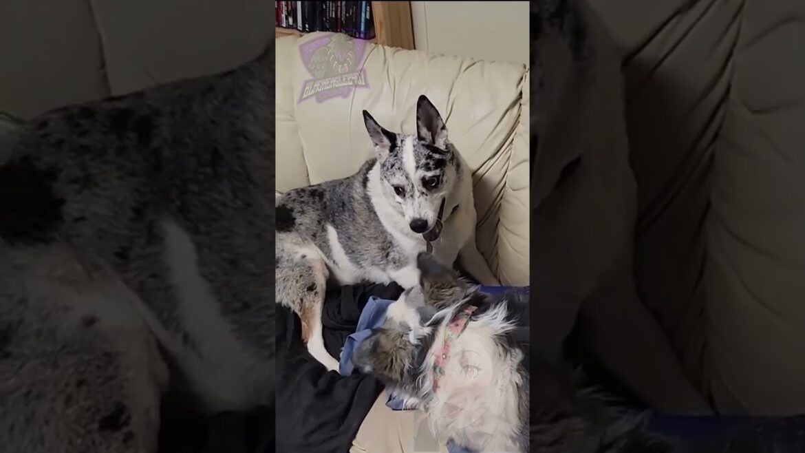 Dog Days: I Was Here First [Blue Heeler | Husky | Australian Shepherd]