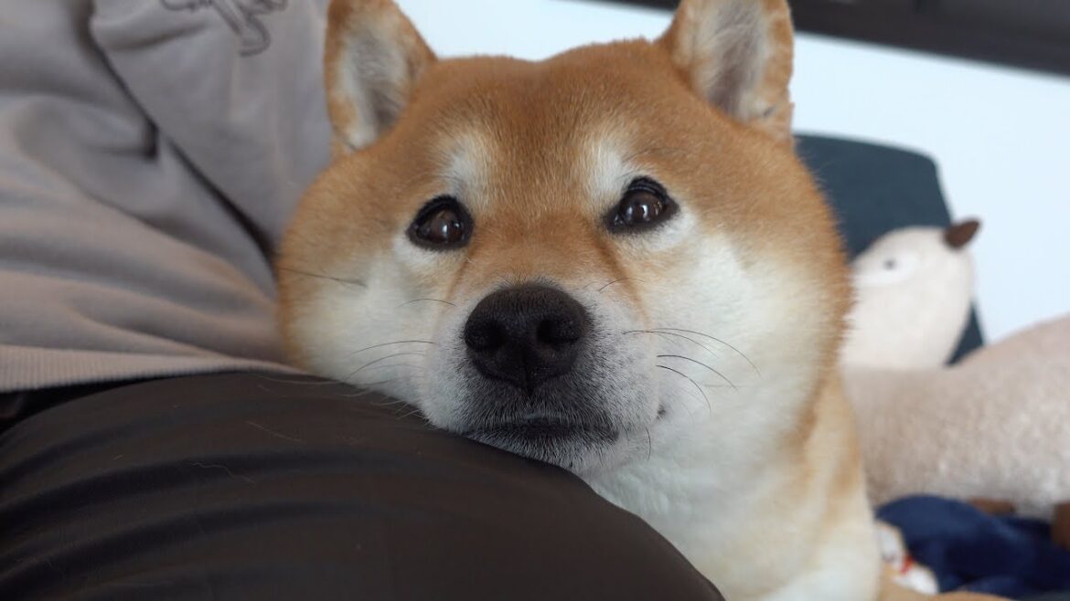 庭を延期された時の柴犬の不満顔が、これ。