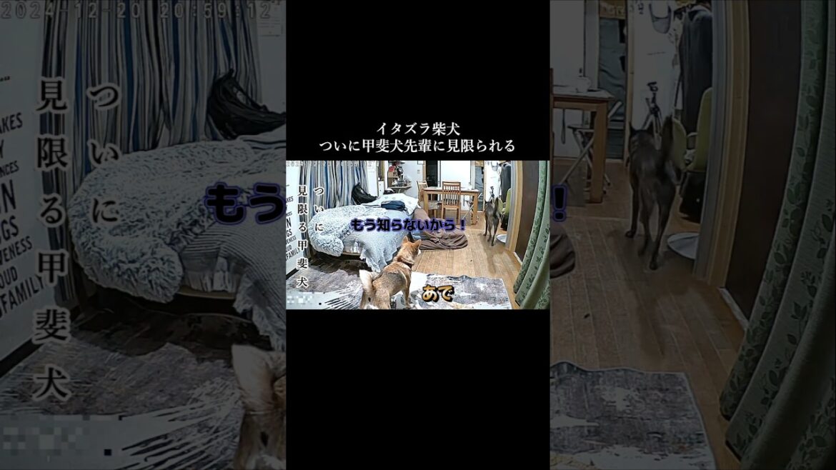 度重なるイタズラについに優しい甲斐犬に見限られる柴犬!? #甲斐犬 #柴犬 #youtubeshorts 度重なるイタズラについに優しい甲斐犬に見限られる柴犬!? #甲斐犬 #柴犬 #youtubeshorts