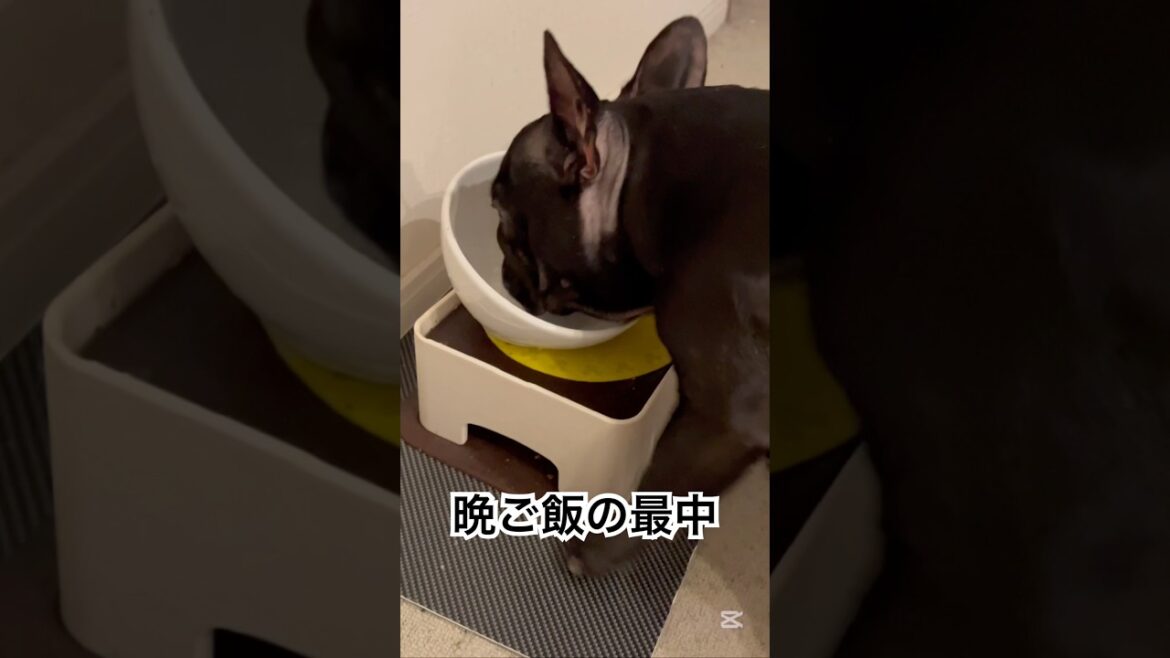 晩ご飯の最中です👀 #フレンチブルドッグ #frenchie #frenchbulldog #frenchbulldoglife #shorts