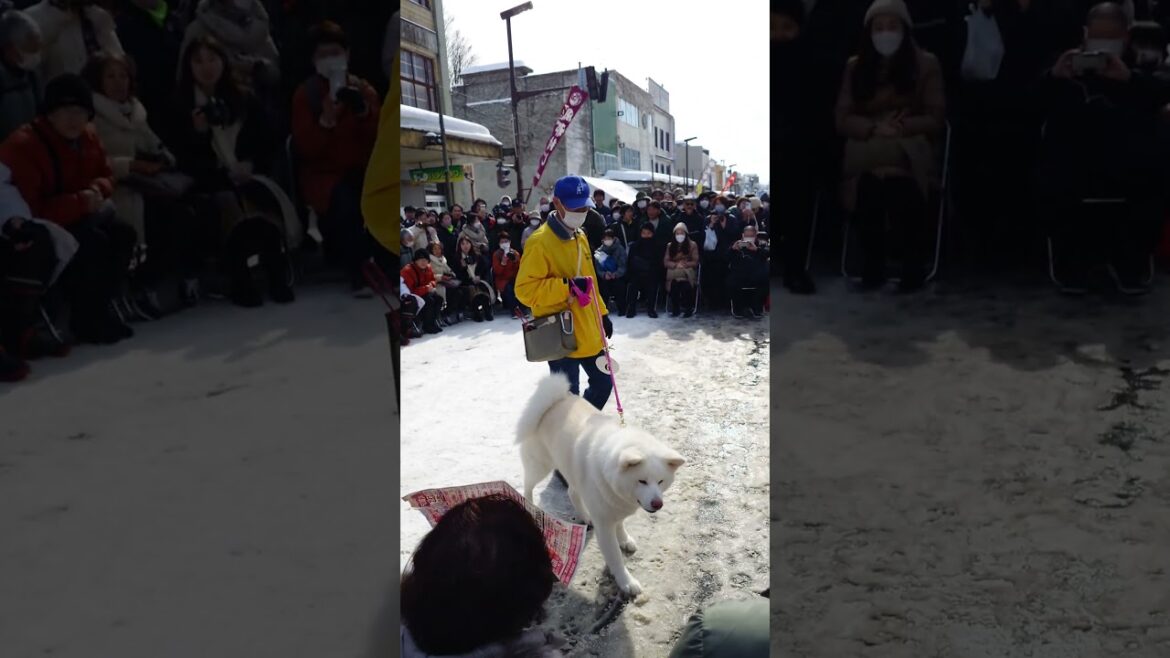 #秋田犬 パレード ＠  #大館アメッコ市  2025.2.8  その3  #shorts #秋田 #大館 #parade #akitainu #odate #akita  #dog