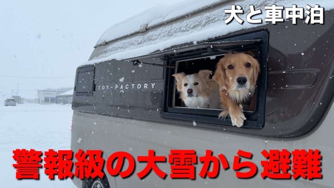 10年に一度の災害級の大雪..身の危険を感じて犬と避難した場所…【ボーダーコリーゴールデンレトリバー】 10年に一度の災害級の大雪..身の危険を感じて犬と避難した場所...【ボーダーコリーゴールデンレトリバー】