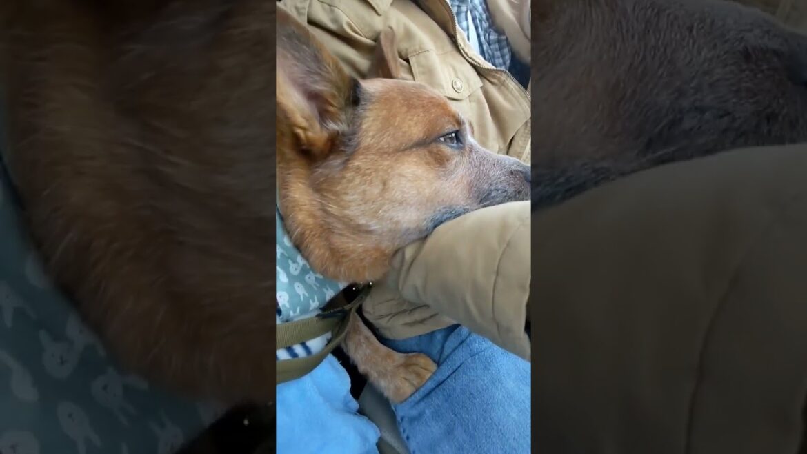 Red heeler boy loves Armchair daddy 💪😊 Australian cattle dog / Red heeler boy "Kiwi🥝 "