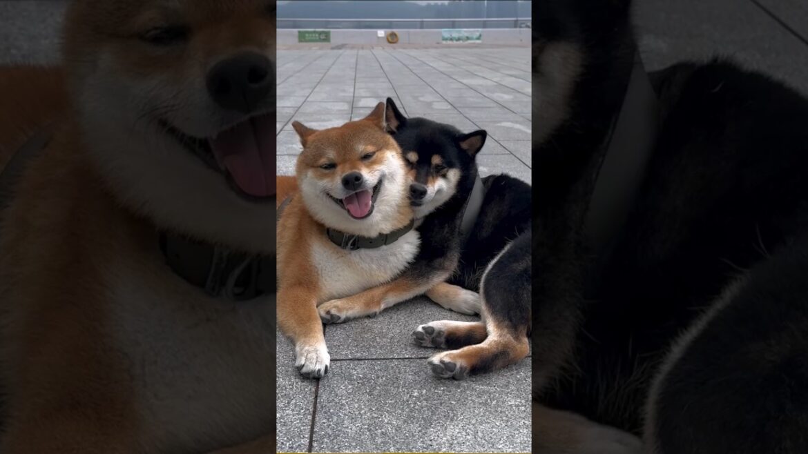 柴犬さん見て癒されたら寝ろｗｗｗ #動物 #柴犬 #イヌ