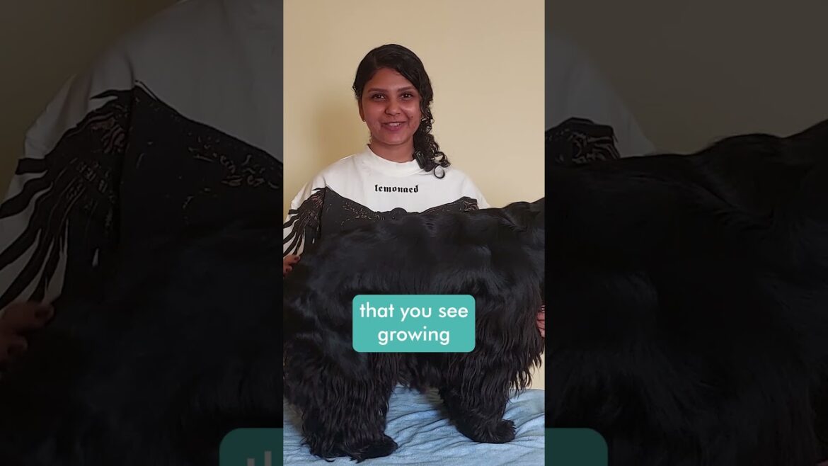 Watch this before you groom your cocker Spaniel!