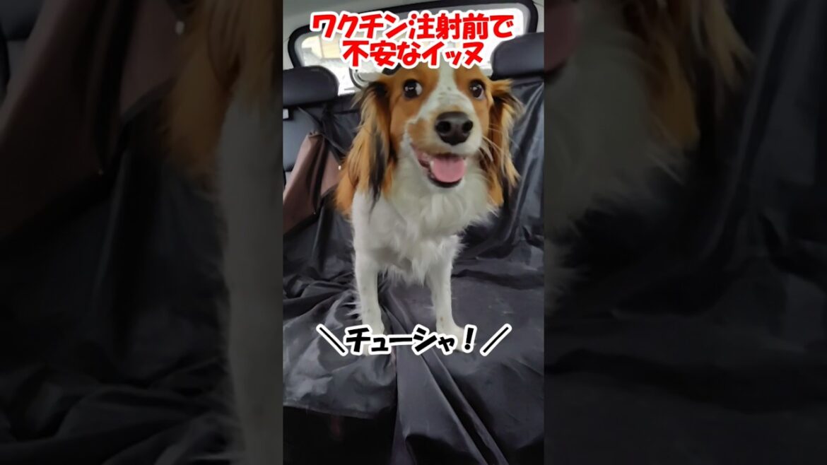 ワクチン注射前で不安なイッヌ【コーイケルホンディエ】