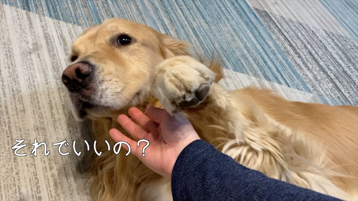 愛が足りないと感じた時は、目でしっかりと主張してくる大型犬【ゴールデンレトリバー】 愛が足りないと感じた時は、目でしっかりと主張してくる大型犬【ゴールデンレトリバー】