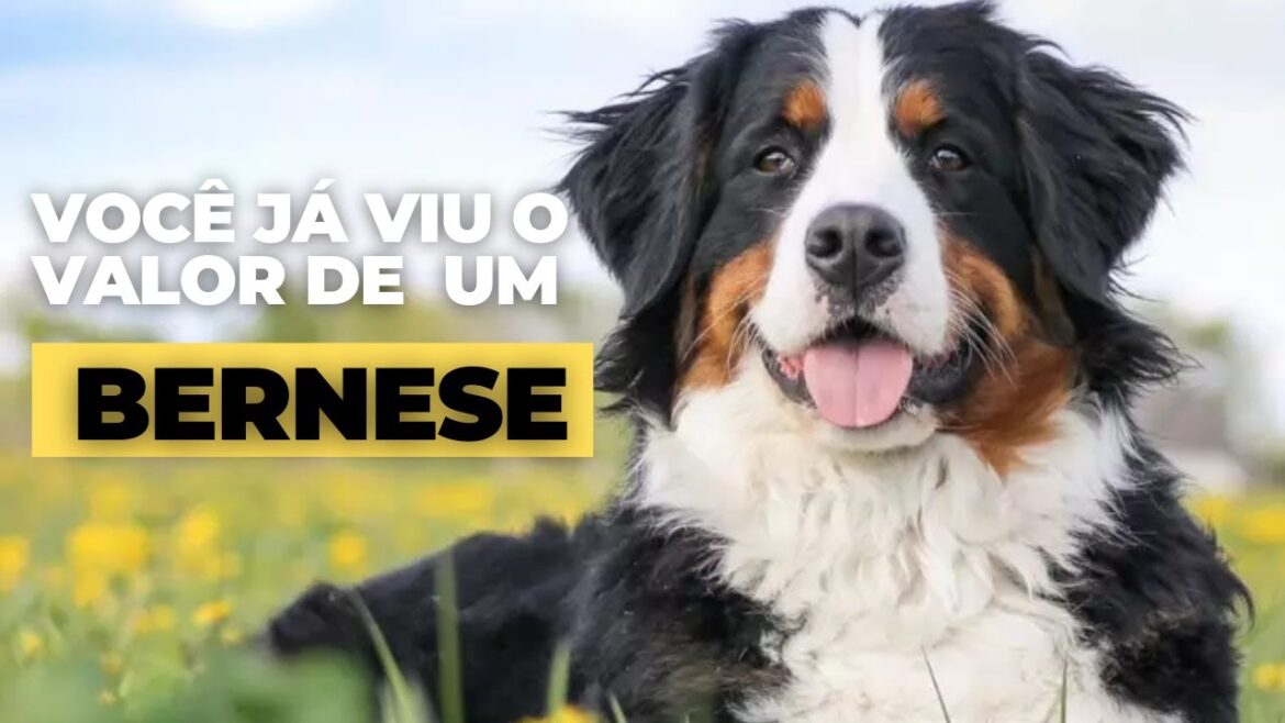 VEJA OS VALORES E CUSTOS ANTES DE TER UM BERNESE