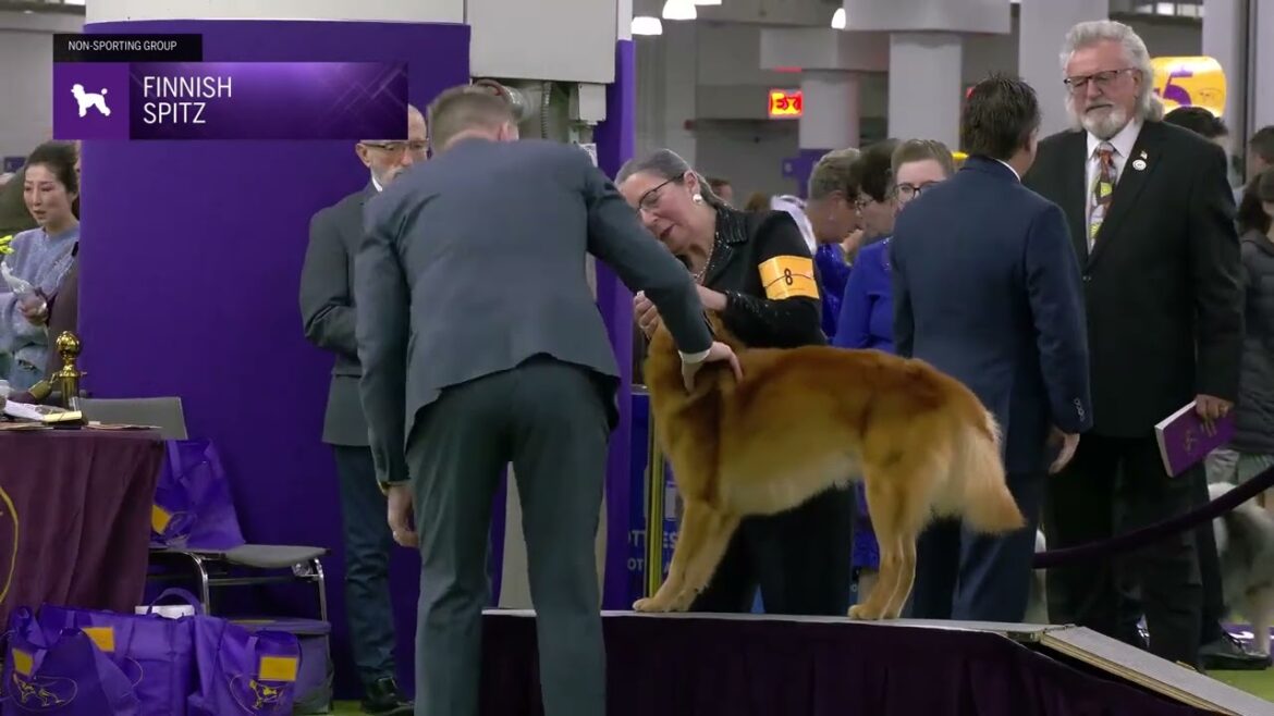 Finnish Spitz | Breed Judging 2025