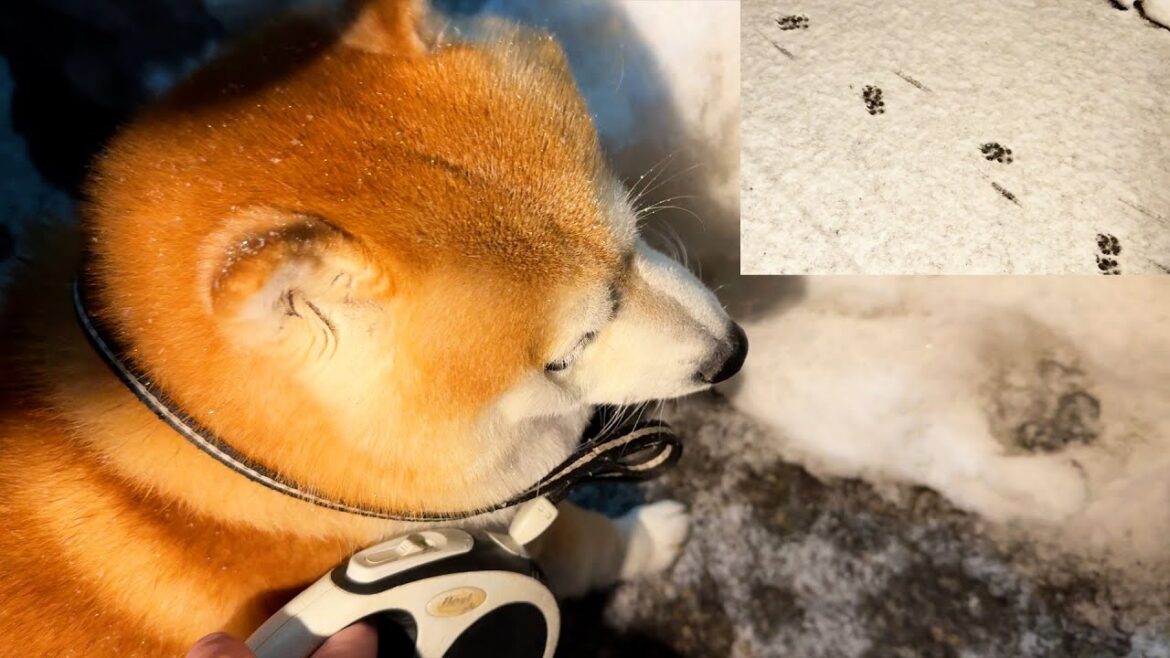 かくれんぼ大会に参戦するも、雪道のちっちゃい足跡を辿られて一瞬で敗北してしまう柴犬